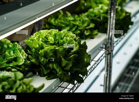 Hydroponic garden hi-res stock photography and images - Alamy