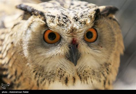 Birds of Prey Fly Back into The Wild after Rehabilitation in Iran - Photo news - Tasnim News Agency