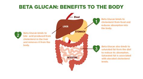 Oats and Beta Glucan – Nature's Choice Supplements