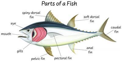 Adaptations in fishes — lesson. Science State Board, Class 6.