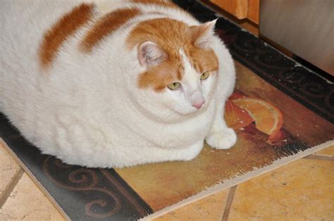 Meow the Obese Cat Has Died