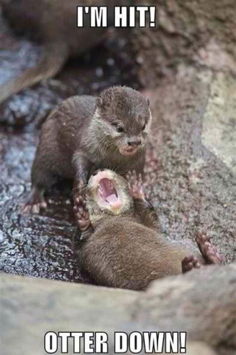 Otter war. | Animal captions, Funny animal memes, Funny animals