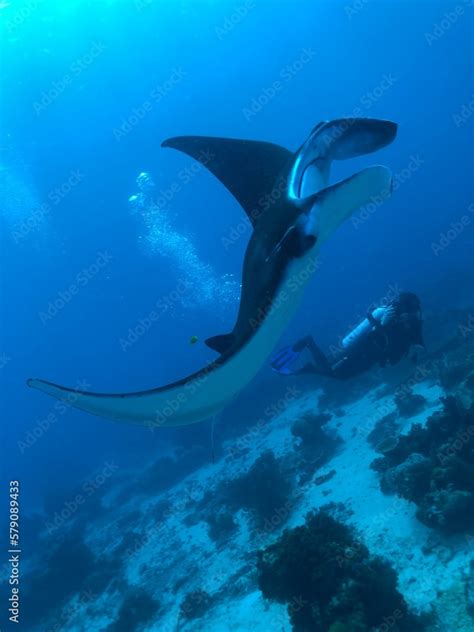 Manta Ray: The Reef Manta Ray (Mobula alfredi) is one of the largest ...