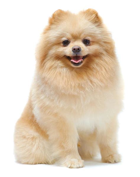 Pomeranian Dog Breed » Information, Pictures, & More