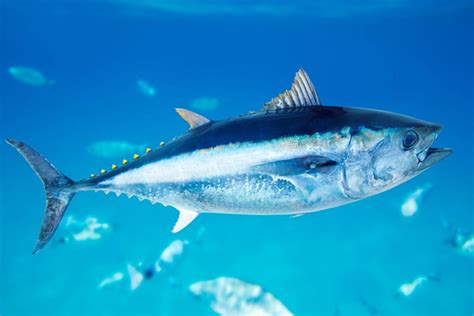 Why are we still eating bluefin tuna? | Salon.com