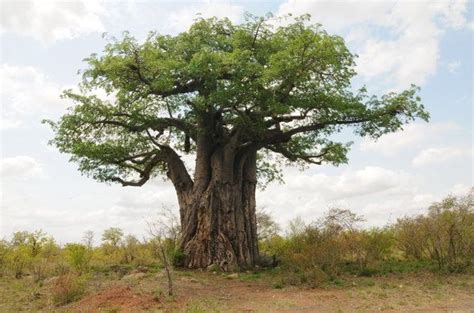 Pin by B.Schoeman on Garden | Africa trees, Savanna tree, African tree