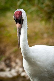 Texas Drought Imperils the Whooping Crane | Audubon