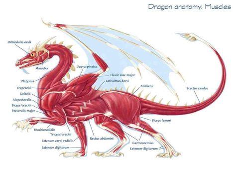 Hogwarts > Library > Dracologia para iniciantes (Brazilian version) | Dragon anatomy, Types of ...