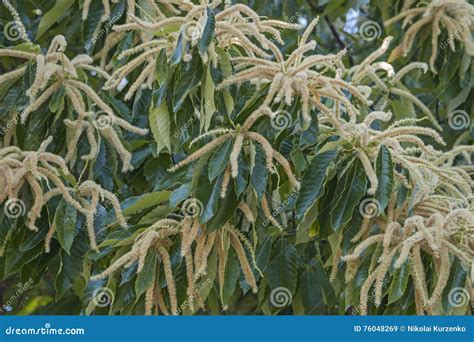 American Chestnut Male Flowers Stock Image - Image of tree, american: 76048269