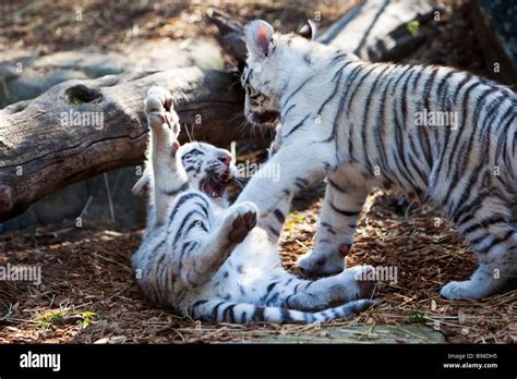 Baby tiger cubs hi-res stock photography and images - Alamy