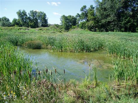 Our Mission | Michigan Wetlands