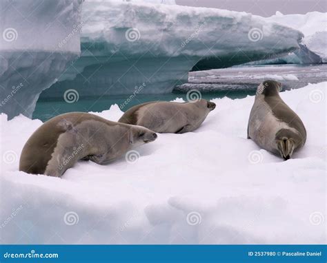 Seals in Antarctica stock photo. Image of polar, seal - 2537980