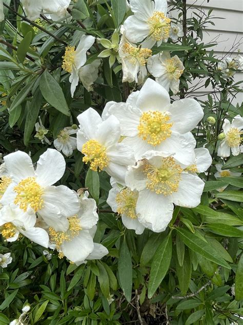 Carpenteria californica - Xera Plants