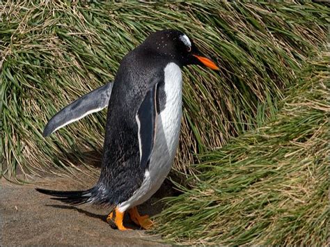 Gentoo Penguin photo image 2 of 9 by Ian Montgomery at birdway.com.au