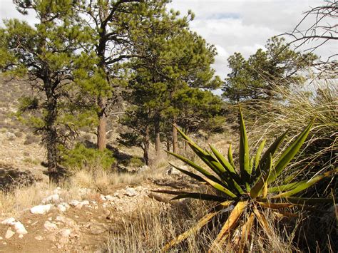 Forest on Guadalupe Mountains National Park, Guadalupe Peak Trail.