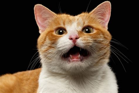 Masters of Meow: Feline Vocalizations | Fear Free Happy Homes