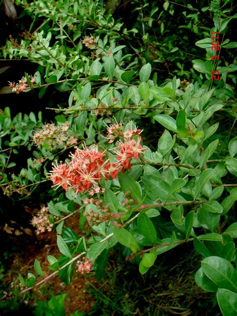 Neotropical Plant Portal Image Details: #4216