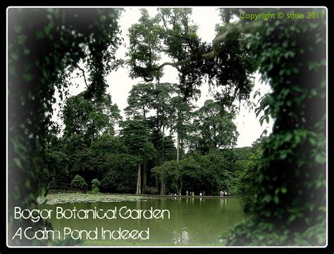 Indonesia on the Trail: Bogor Botanical Garden