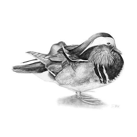 Richmond Mandarin Duck Drawing