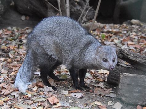 Ichneumia albicauda / White-tailed mongoose in Sofia Zoo