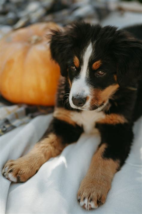 Black White and Brown Bernese Mountain Dog Puppy · Free Stock Photo