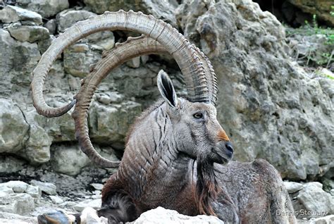 "Nubian Ibex " by Dennis Stewart | Redbubble