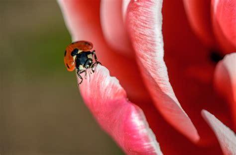 Free Images : red, pollen, flower, closeup, flora, macro photography ...