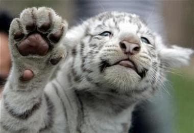 White Tiger Cub - White Tiger Photo (28321409) - Fanpop