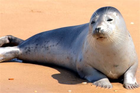 Free picture: seal, beach, sand, animals