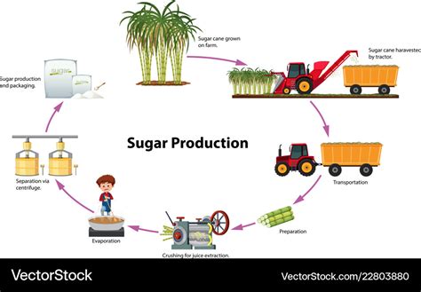 A digram of sugar production Royalty Free Vector Image