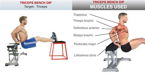 Seated Tricep Dips Muscles Worked | Review Home Decor