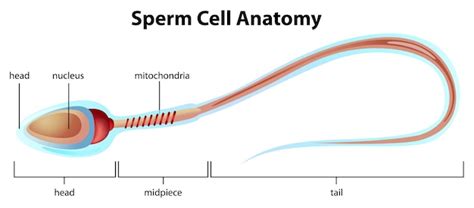 Sperm Cells Images | Free Vectors, Stock Photos & PSD