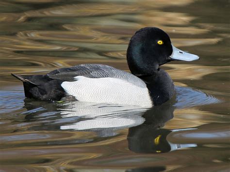 TYPES OF DIVING DUCK SPECIES - WWT SLIMBRIDGE