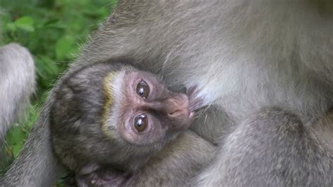 An Infant Monkey Nursing Stock Footage Video 1345270 - Shutterstock