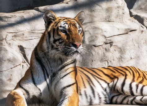 Portrait of Tiger Sitting on a Rock. Stock Photo - Image of safari ...