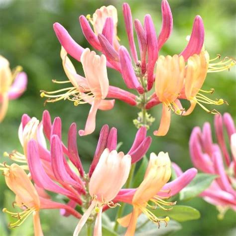 Honeysuckle (Lonicera) Madhumati Plant buy online at plantsguru.com