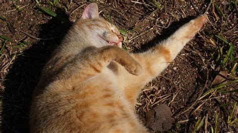 Cats Using Vegetable Garden as Litter Box