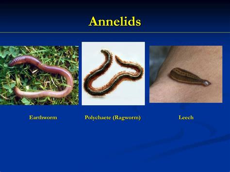 Annelids Examples