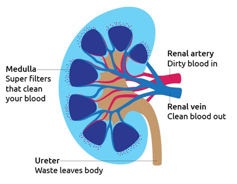 Kidney - Transplant Living