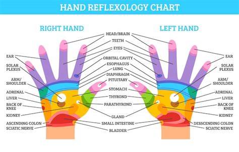 Tabla de reflexología de la mano | Vector Gratis