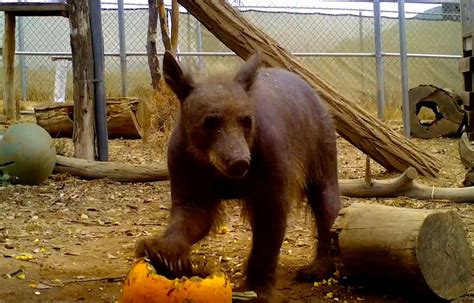 Bald Bear Rescued From Dumpster Makes Amazing Recovery - The Dodo