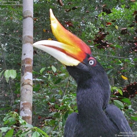 Rhinoceros Hornbill - Buceros rhinoceros male adult breeding, - jabu306768