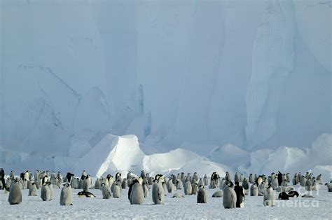 Emperor penguin colony Photograph by Rosemary Calvert