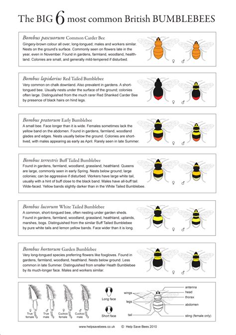 Bumble Bee Identification Chart