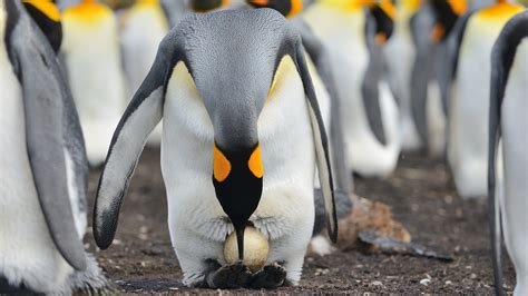 Circle of Life | Emperor Penguins: Egg Laying - CGTN