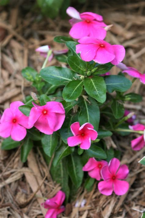 12 Low-Maintenance Outdoor Plants That Thrive in South Florida - Dengarden