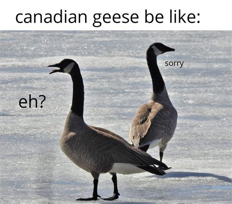 Canada Goose Attack Meme / Funnyiest Aggressive Geese Attacks ...