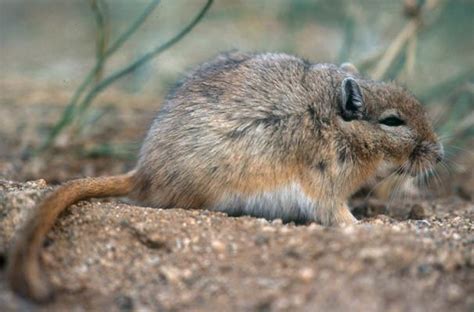 Mongolian gerbil - Alchetron, The Free Social Encyclopedia