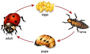 Carpet Beetles Life Cycle