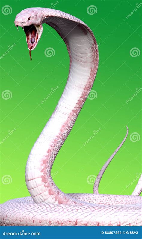 3d Albino king cobra snake stock illustration. Illustration of biology - 88807256